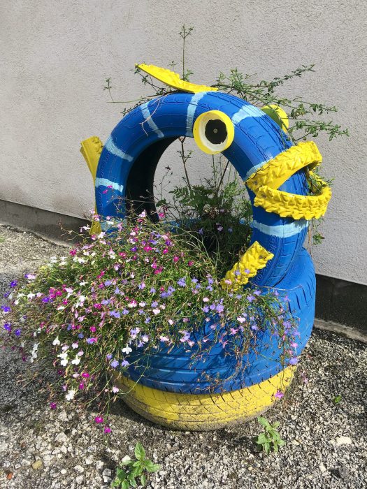 Fish tyre planter with aubretia
