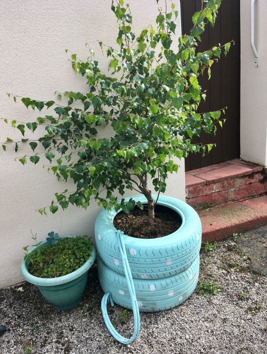 Tyre planter with small tree