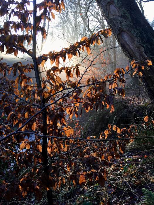 Beech tree backlit as winter sun sets