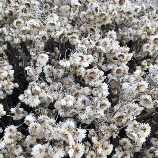 Anaphalis tripnervis 'Sommerschnee'