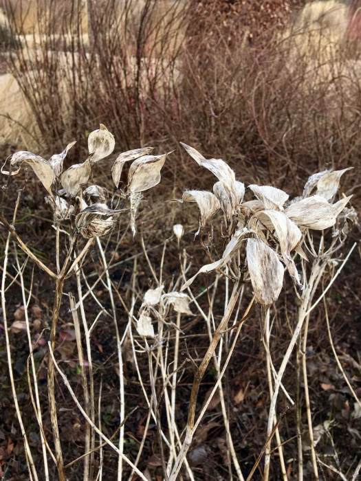 Asclepias incarnata in winter