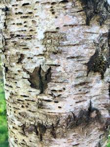 Mature birch bark (Betula utilis var jacquemontii)