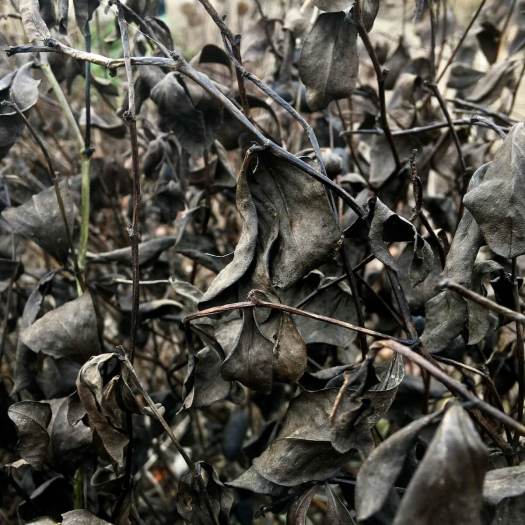 Foliage darkened by winter at RHS Bridgewater