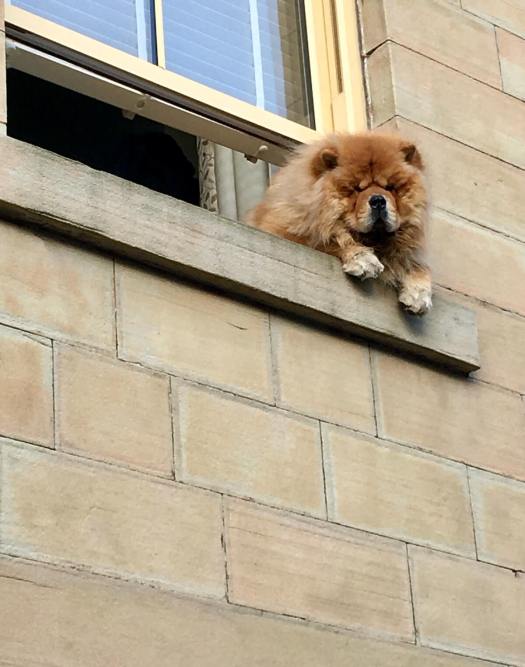 Dog looking our from open upstairs window