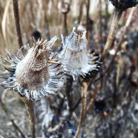 Empty seed head in winter