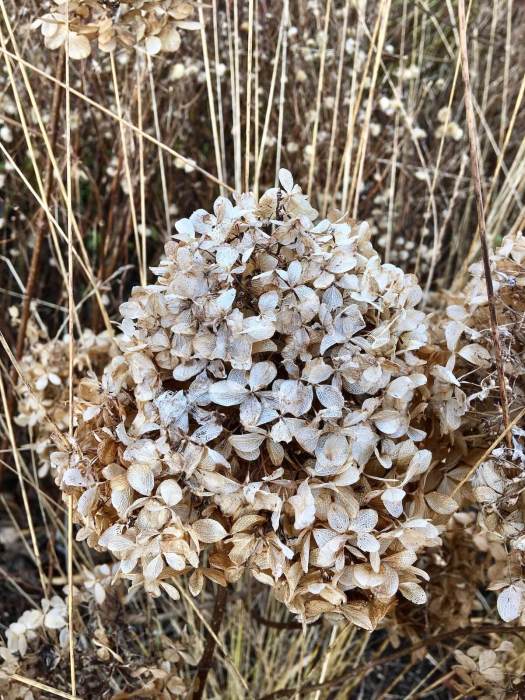 Hydrangea flower heads in winter