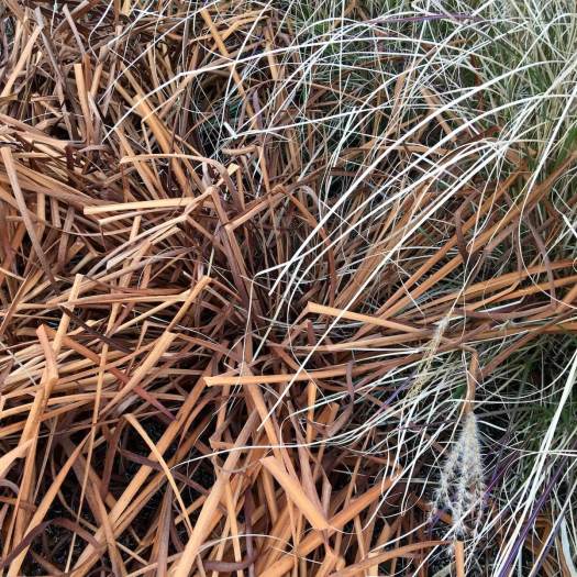 Iris 'Silver Edge' winter foliage