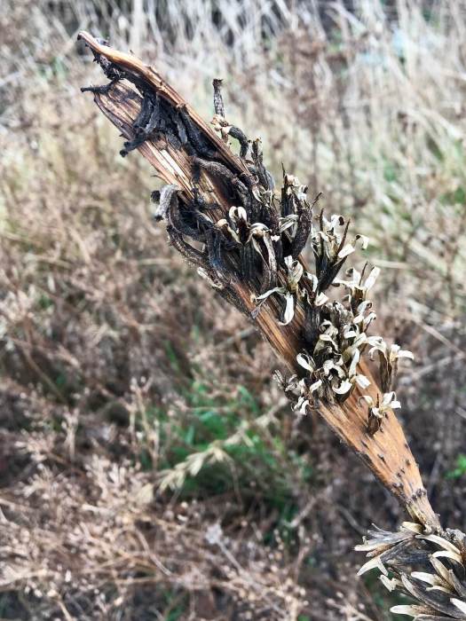 Remnants of flower stem in a winter garden