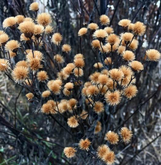 Seedheads of Vernonia arkansana 'Mammuth'