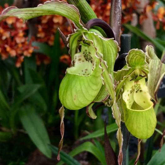 Green lady slipper orchid