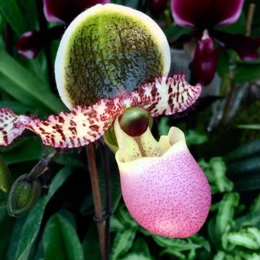 Lady slipper orchid with spotted pink pouch