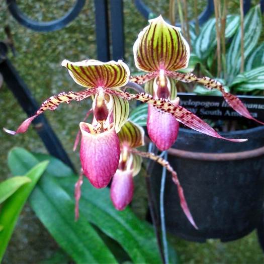 Lady slipper orchids