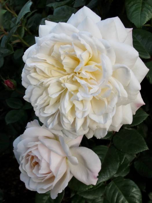 Rosa 'Tranquillity' after dusk