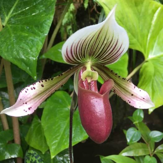 Slipper orchid with striped upper