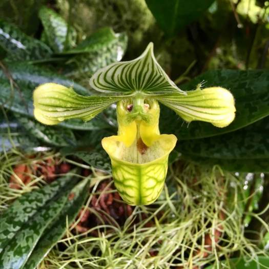 Green and yellow slipper orchid with veined pouch