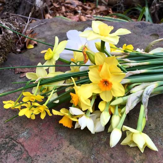 Posy of mixed daffodils