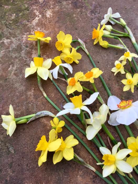 Daffodils from Ralph Sowell's collection