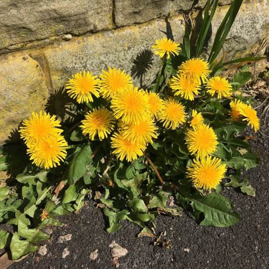 Dandelions growing in the pavement