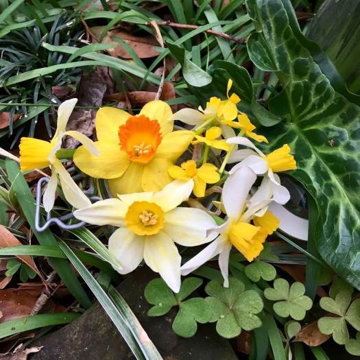 Small flowered daffodils