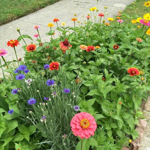 Annuals in a hell-strip, Cooper-Young Garden Walk 2022