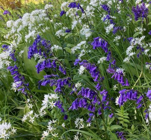 Bluebells with garlic