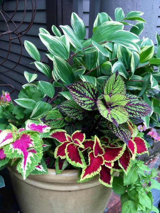 Coleus plants with red and pink patterns in a container