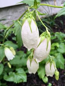 Cream campanula (bellflower) with long green sepals