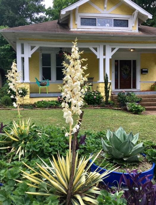 Variegated Yucca filamentosa, Cooper-Young garden walk 2022