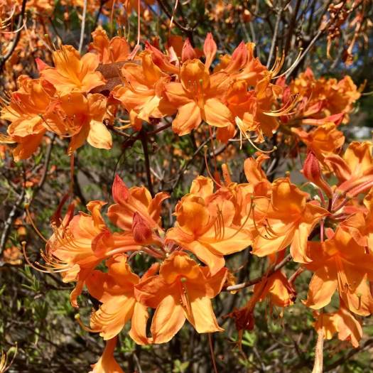 Flaming orange azalea flower