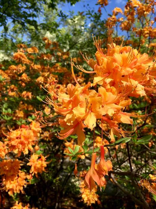 Orange azalea in full bloom
