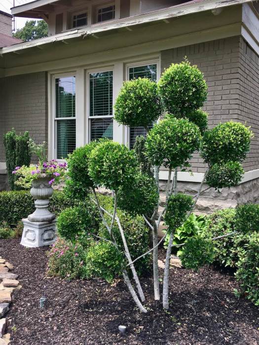Poodle tree in the Cooper-Young district, Memphis