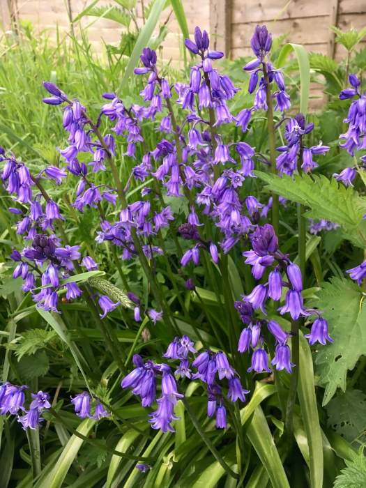 Spanish bluebells