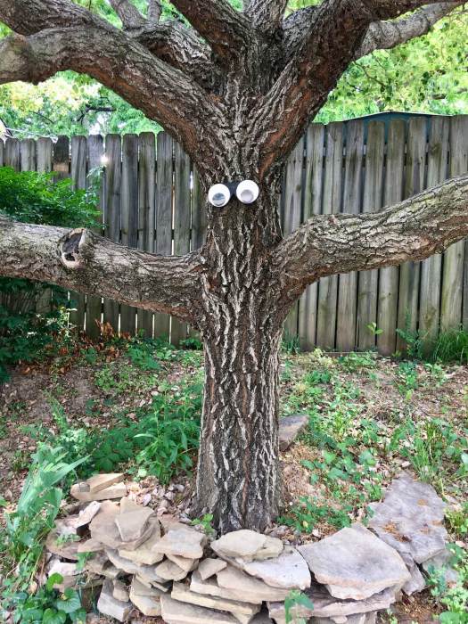 Tree with eyes, circled by a low stone wall