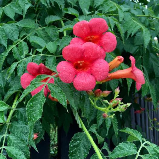 Trumpet vine