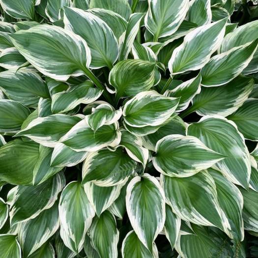 Variegated hosta with broad outer band of cream