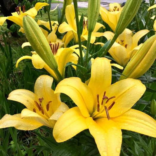 Yellow lilies