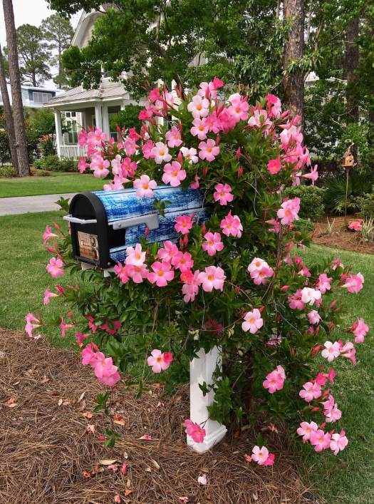 American style mailbox with mandevilla vine (rock trumpet)