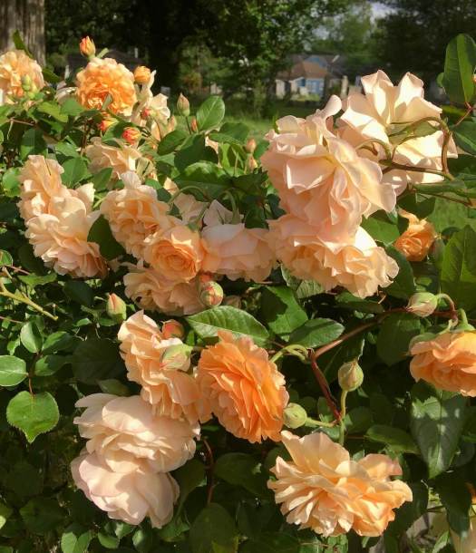 Apricot shrub rose