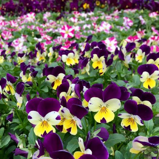 Bedding plants: violas and petunias