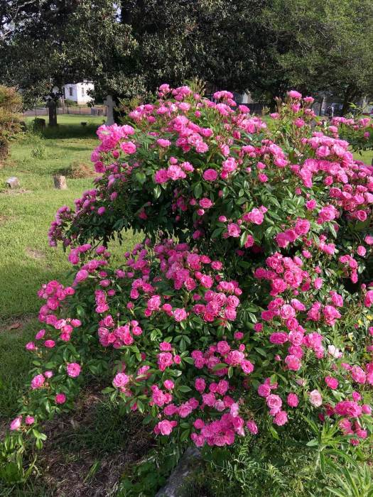 Jackson cemetery rose covered in blooms