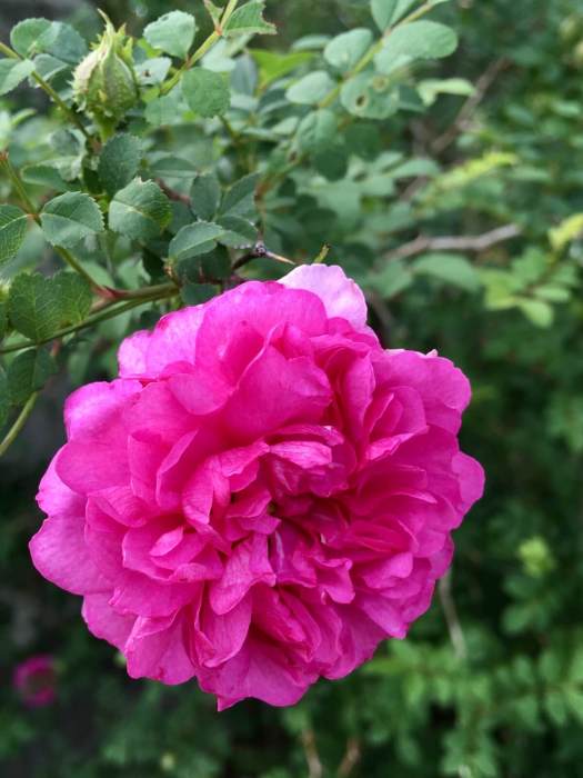 Chestnut rose (Rosa roxburghii plena)