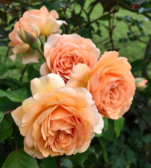 Cluster of apricot roses
