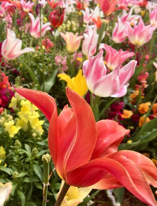 Colourful tulips, snapdragons and pansies