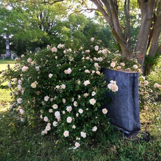 Grave headstone covered in roses
