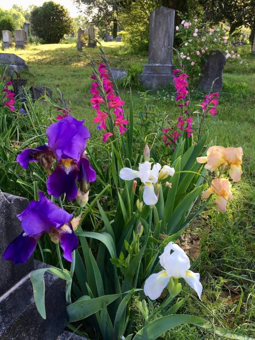 Irises and gladioli with Rosa 'Heritage'