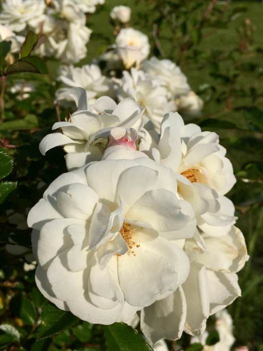 Ivory shrub rose