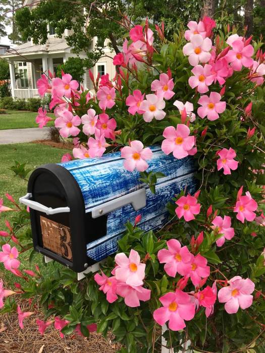 Mandevilla vine trained to grow on a mailbox