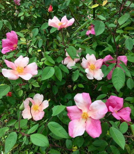 Rosa x odorata 'Mutabilis'