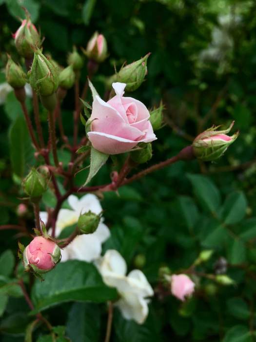 Pink rose buds