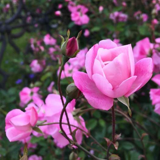 The Magic of Rose Buds – Susan Rushton